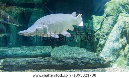 Big white fish swimming at the aquarium