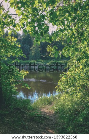 calm river with reflections of trees in water in bright green foliage in summer in forest near Cesis, Latvia. River of Gauja in evening sun with sandstone cliffs - vintage old film look