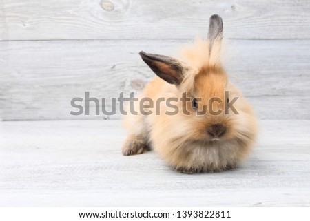 Lovely bunny easter rabbit on wooden background. beautiful lovely pets. 