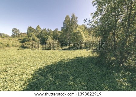 green foliage in summer with harsh shadows and bright sunlight in forest - vintage retro look
