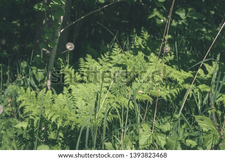 green foliage in summer with harsh shadows and bright sunlight in forest - vintage retro look