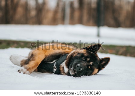 American akita dog posing in the snow outside.