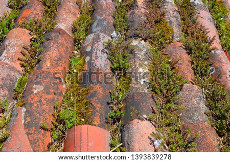 roof tiles overgrown with ivy and moss