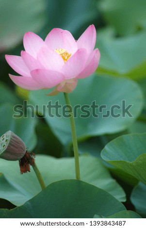 Pink Oga lotus which bloomed beautifully
