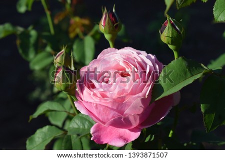 Photo flower bud of a pink rose "Dieter Muller" (Delamo, Soeur Emmanuelle). from France.