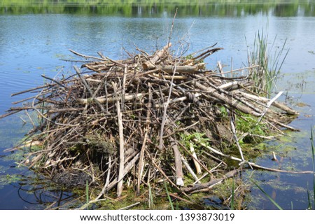 Beaver dens are useful for protection from predators and must be sturdy enough to withstand the elements.  Royalty-Free Stock Photo #1393873019