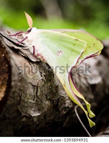 Green Luna moth profile close-up newly emerged and drying wings on log, Actias luna,  Nearctic moth,  Saturniidae,  Saturniinae, giant silk moth shallow focus blurry background vertical format