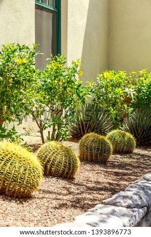 Desert Landscaping with Barrel Cactus Around Building in Downtown Tuscon
