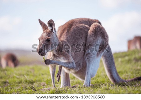 Kangaroo is using hand to eat