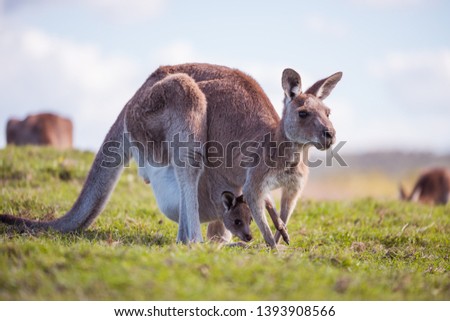 Kangaroo with joey inside the pouch