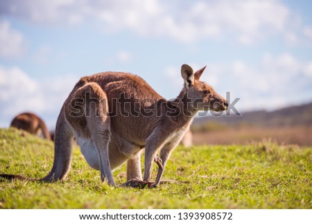 Kangaroo is grazing before sunset