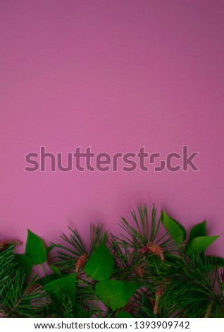 branches and leaves of mistletoe and pine on a bright pastel background. for holidays and advertising.