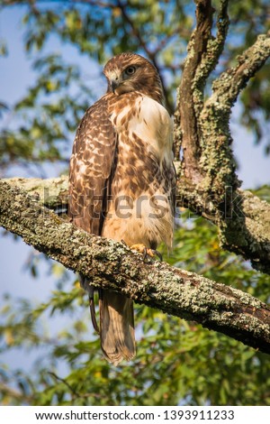 This is a color photo of a red tail hawk on the branch of a tall tree. The hawk is looking around as the sun shines on its face.