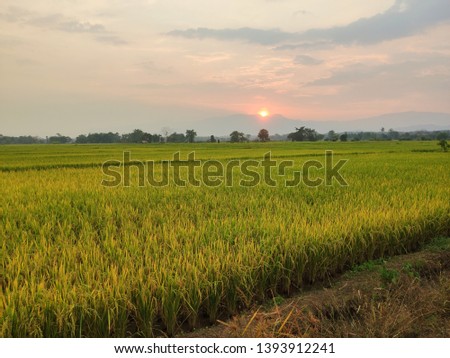 Rice fields in northern Thailand
