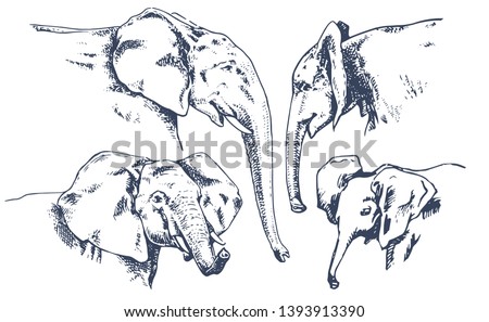African elephant. Big set of elephant heads. Hand drawn illustration in sketch style. Sketch of head African elephant. Vintage hand drawn vector illustration isolated оn white background