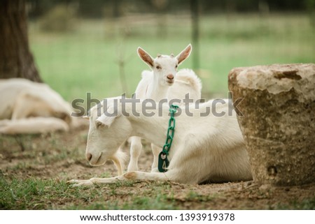 Mother and Baby goats on a Farm in the spring