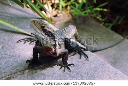 Frill neck Lizard on step