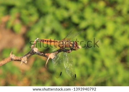 Picture of a vary beautiful dragonfly.The colors on dragonfly were very beautiful.The environment was very modest.
