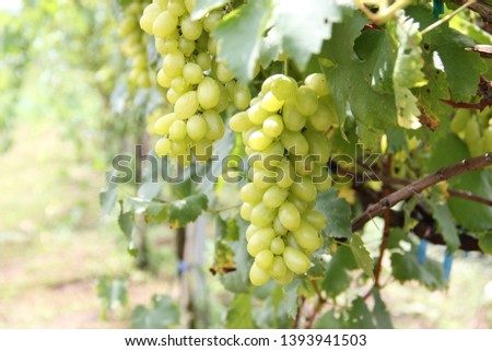 Grapes with green vine vine. Fresh fruits and natural beautiful background