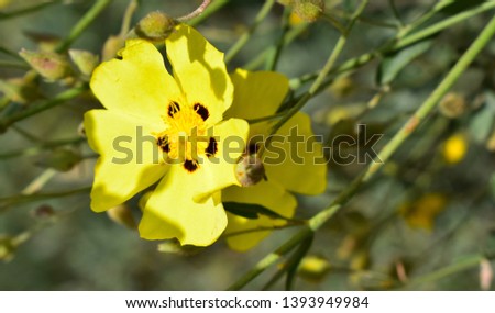 Yellow Halimium flower Background (Cistus)