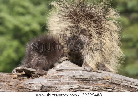 Porcupine Momma and Baby