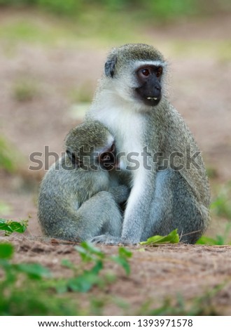 monkey female protecting her youngster
