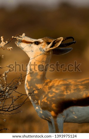 Springboks (antidorcas marsupialis), Kgalagadi Transfrontier Park, Kalahari desert, South Africa.