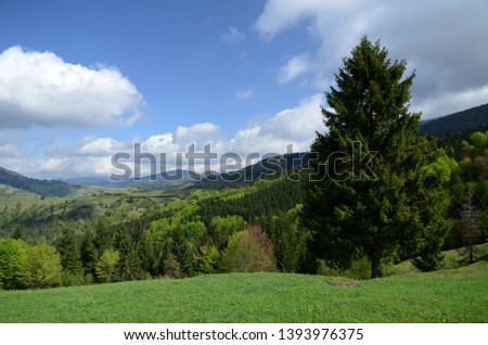 The alpine ridges of the Carpathian Mountains are surrounded by centuries-old forests on the background of the blue sky with white clouds