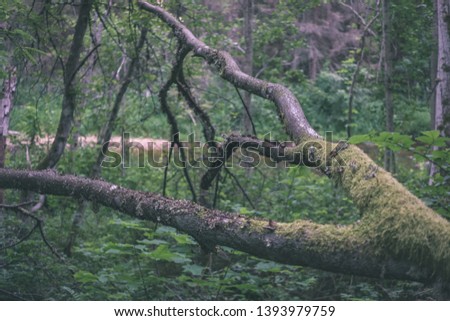 dry wood. tree trunk stomp textured pattern abstract texture of fallen broken tree with age lines. wooden art in natural environment - vintage old film look