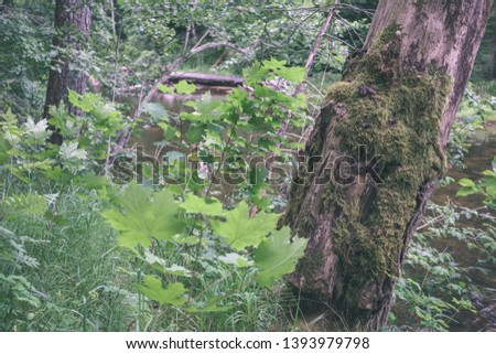 forest details with tree trunks and green foliage in summer. texture and abstract background image - vintage retro film look