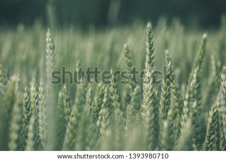 green wheat field in summer green colors before rain - vintage old film look