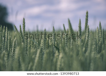 green wheat field in summer green colors before rain - vintage old film look