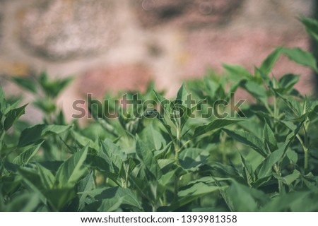 deep green foliage in summer light for backgrounds or textures neutral texture - vintage retro film look