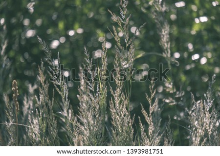 summer plants and bents on blur background in evening sun. Textured pattern of foliage - vintage retro look
