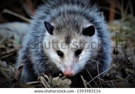 Opossum, or possum, an order (Didelphimorphia) of marsupials native to the Americas . Common opossum, native to Central and South America