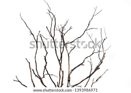 Dead branches of a tree. Dry tree branch isolated on white background.