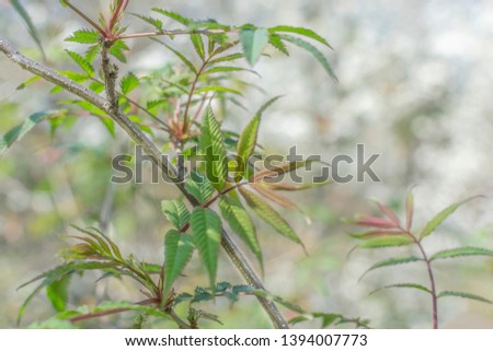 
Pastel soft image of green foliage against a blooming magnolia
