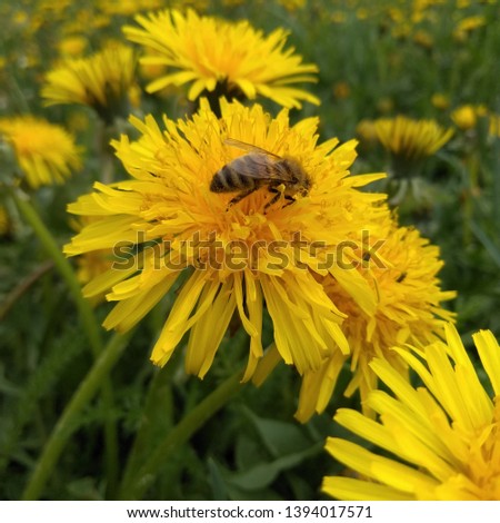 Bee collecting honey on a dandelion flower
