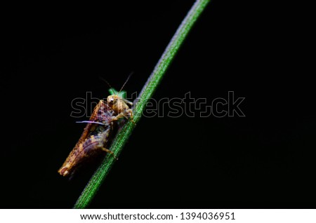 A grasshopper spotted at night