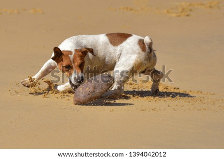 Little dogs like to enjoy playing on the beach with tourists.