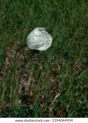 White poppy on green grass background close up