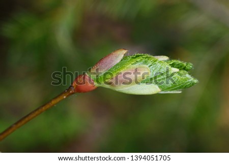 green sprout in spring, macro