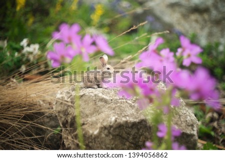 toy rabbit on stones among grass and flowers