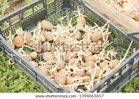 boxes of sprouted potatoes on green grass Royalty-Free Stock Photo #1394063657