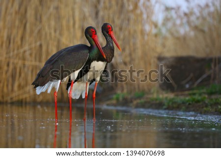 Two storks in spring during a period of trust,Black stork (Ciconia nigra) fishing on the lake Royalty-Free Stock Photo #1394070698