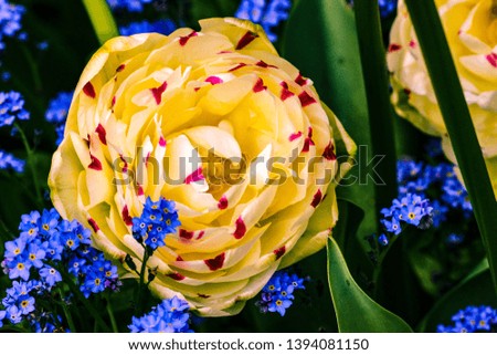 A color image of a red spotted yellow tulips.