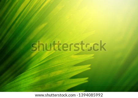 Nature view of green leaf on blurred green background in forest. Leave space for letters, Focus on leaf and shallow depth of field.