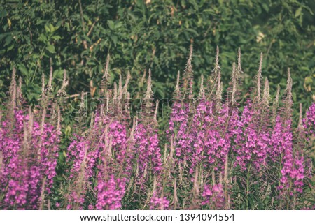 summer flower pattern in green meadow with blue and white flowers and plants. textured background details of nature. Fabaceae lupinus - vintage old film look