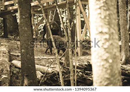 wild boar pig looking for food in reservation in nature park - vintage retro look
