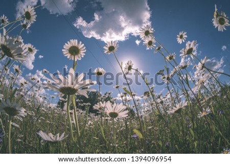 countryside garden flowers on blur background and green foliage in summer - vintage retro film look